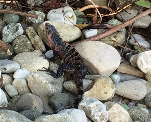 A female iguana on the beach