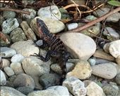 A female iguana on the beach: by walt, Views[205]