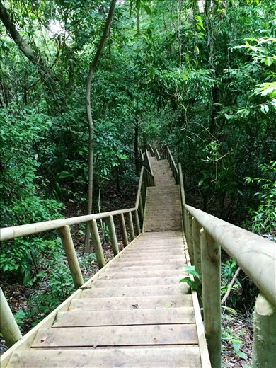 Nice walkway through the jungle