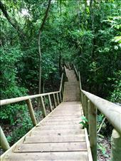 Nice walkway through the jungle: by walt, Views[211]