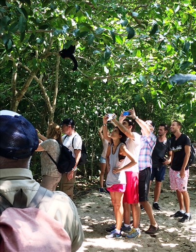 tourists taking pictures of a white faced monkee