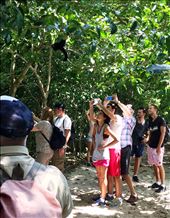 tourists taking pictures of a white faced monkee: by walt, Views[213]