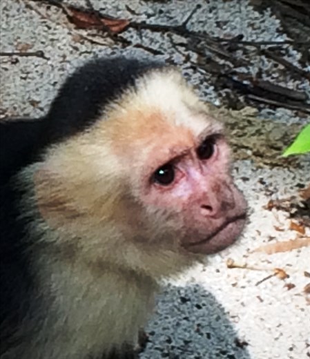 A very serious monkey