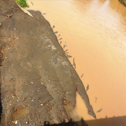 Crocodiles viewed from overhead bridge