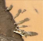 Hungry Crocodile: by walt, Views[328]