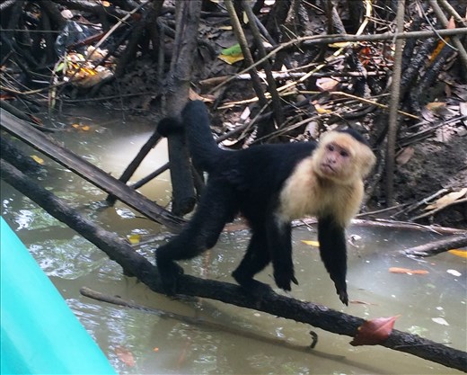 Gotta have a picture of a monkey