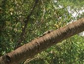 Iguanas need the sun for some reason: by walt, Views[193]