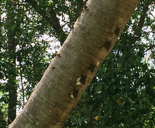 bats on a tree.....in a line and they shake if scared so they look like a snake