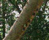 bats on a tree.....in a line and they shake if scared so they look like a snake: by walt, Views[254]