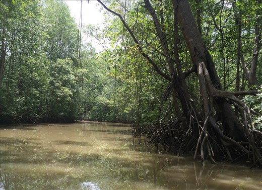 more mangroves