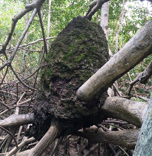 termites....they really do taste similar to peanuts