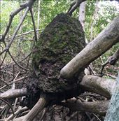 termites....they really do taste similar to peanuts: by walt, Views[401]