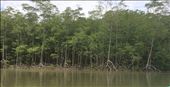 a lot of mangroves here...actually 4 different kinds: by walt, Views[292]