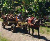 Ox drawn cart carrying palm oil seeds: by walt, Views[253]