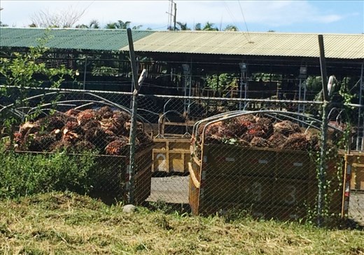 Palm oil seeds waiting to be processed