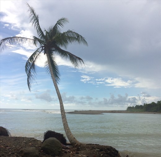 Palm overlooking the estuary