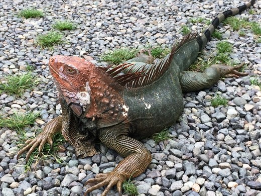 Iguana who wouldn't move  so I could park the car.