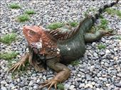 Iguana who wouldn't move  so I could park the car.: by walt, Views[289]