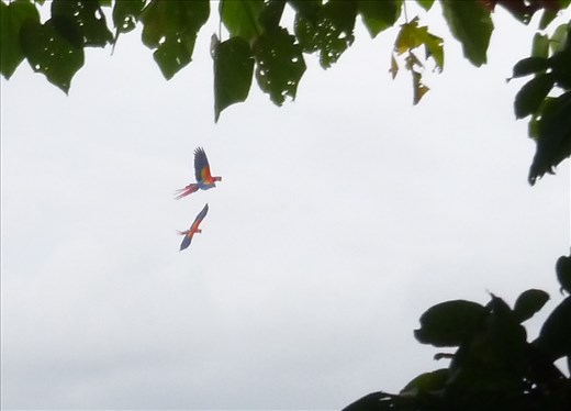 Macaws on the way to Jaco