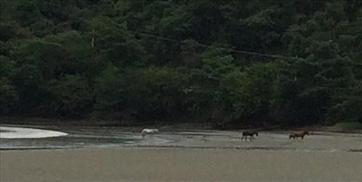 Horses loose on beach