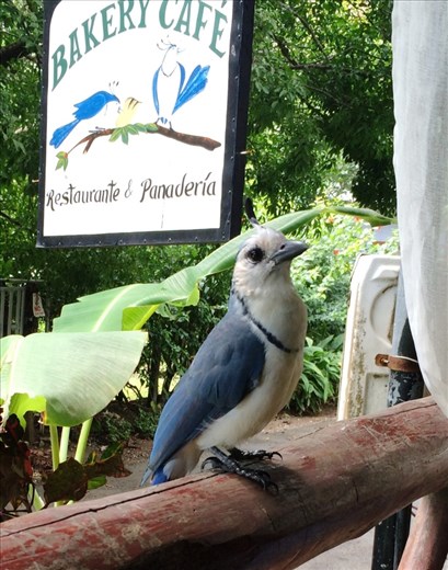 A bird who visited during breakfast
