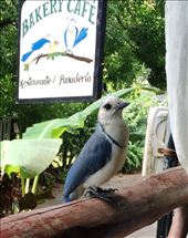 A bird who visited during breakfast: by walt, Views[240]