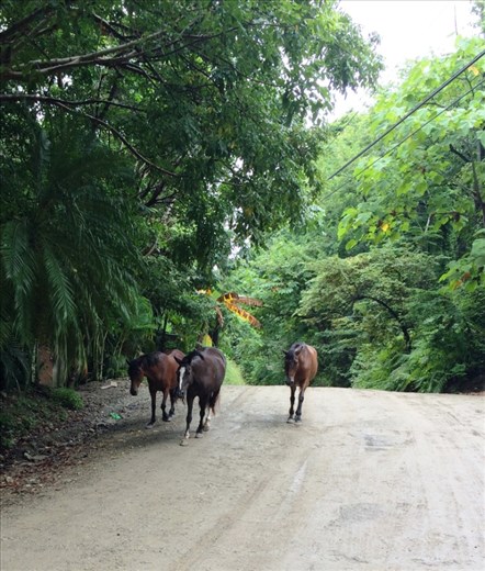 Horses loose on road