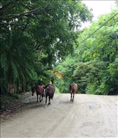 Horses loose on road: by walt, Views[304]