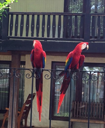 On the way to Tamarido I saw these macaws at a rest stop.