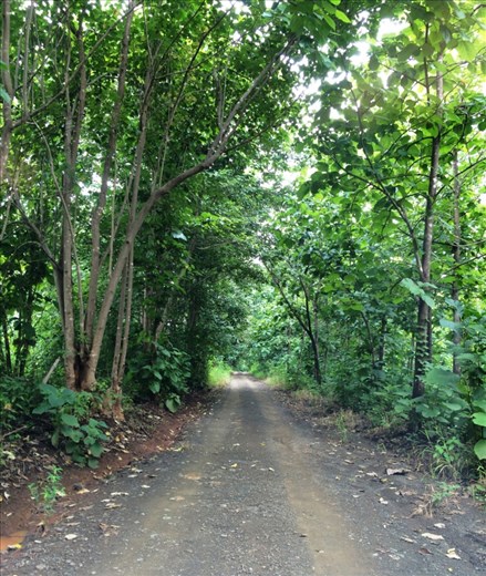 The road to the B&B where I was staying