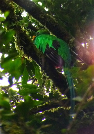 Quetzal, rare and endangered and very colorful