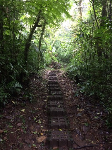 The path in the jungle