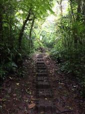 The path in the jungle: by walt, Views[321]