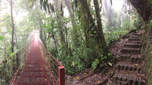 Suspended treetop bridge