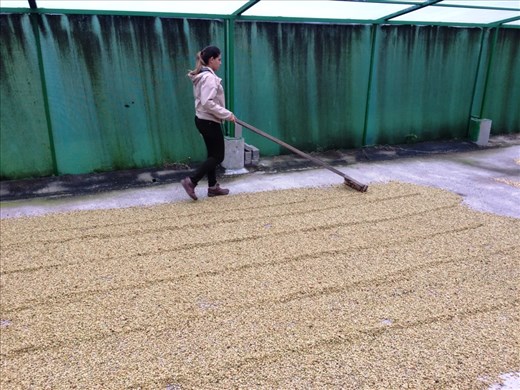 Drying the coffee beans at Don Juan Coffee farm