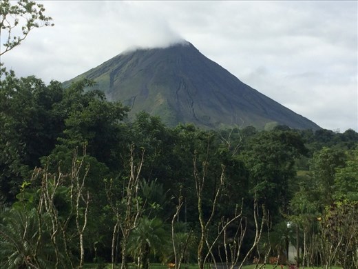 The jungle can get really tall.