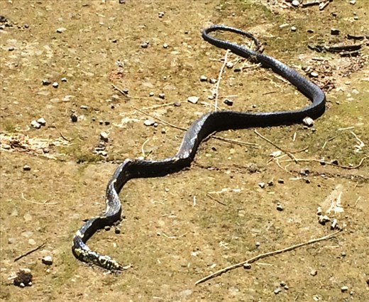 A snake by side of road, probably dead but I didn't really check.