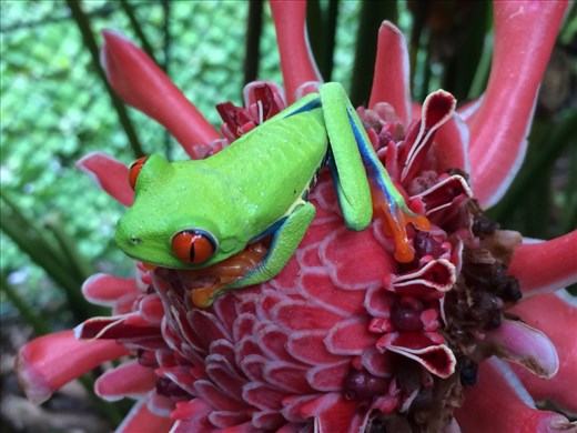 World famous Costa Rican Red Eyed Tree Frog.