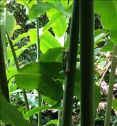 Tree frog in a tree.: by walt, Views[335]