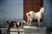 A village in Jaipur. Two goats are feed on the ground in front of the house. Seems like goats are like to step on the narrow place.: by wanchen, Views[820]