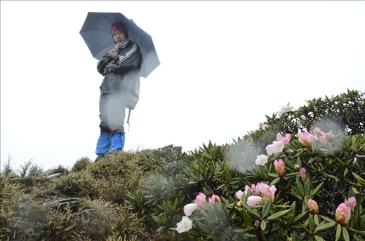 raining, wind-blowing, freezing...and flowers still blooming
