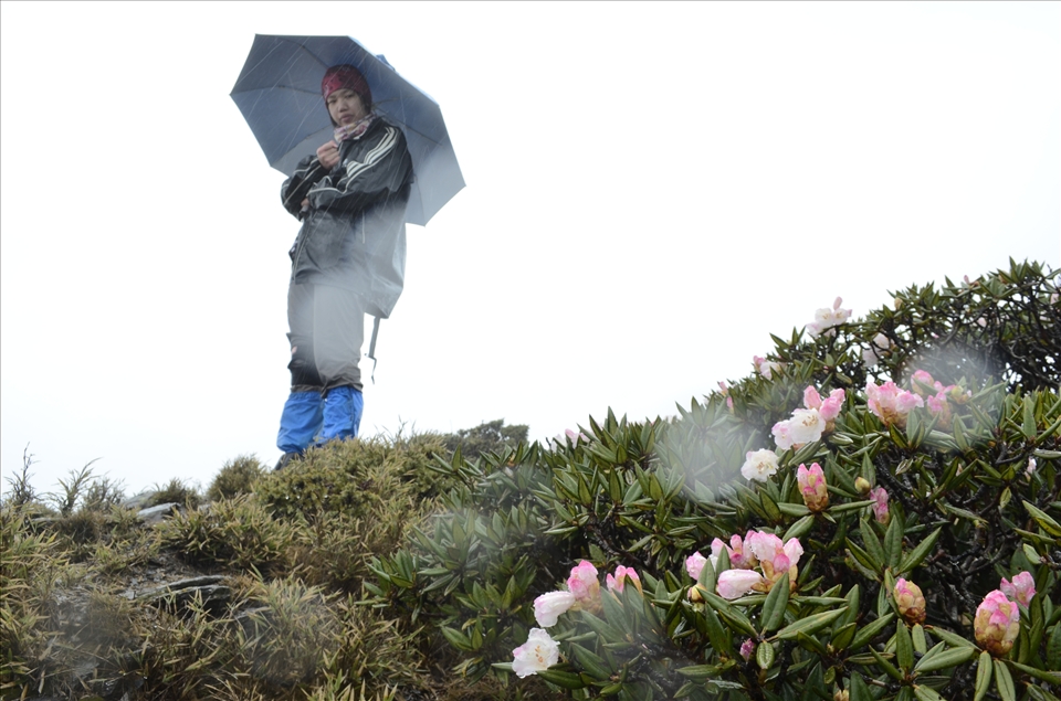 raining, wind-blowing, freezing...and flowers still blooming