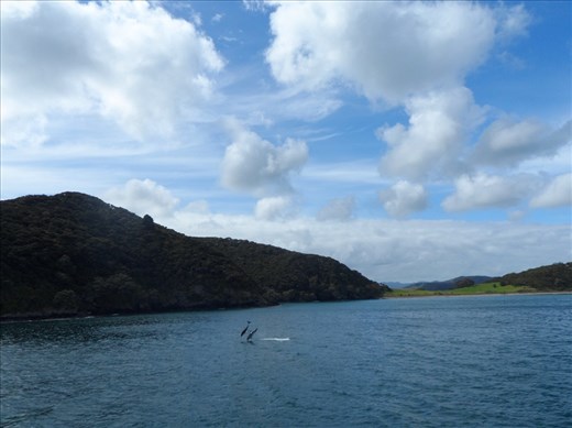 Dolphins spotted during Bay of Islands boat trip