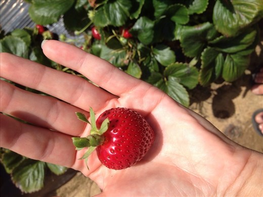 Strawberry picking - Mornington Peninsular 