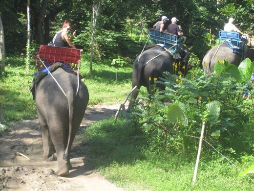 Elephant Trekking, Koh Samui