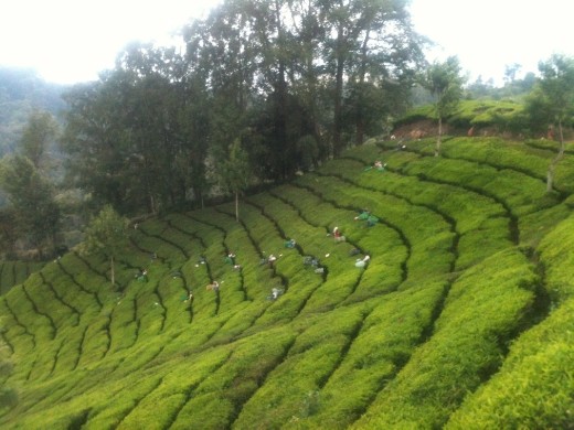 Tea gardens # Ooty - India