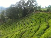 Tea gardens # Ooty - India: by wandererlyf, Views[199]