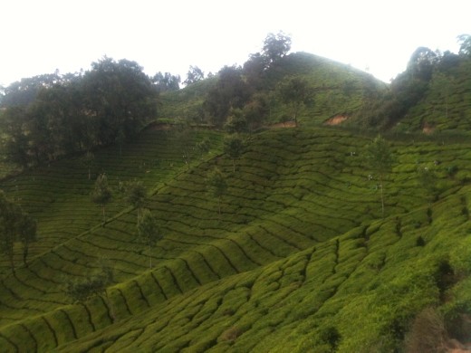 Magical gardens # Ooty - India