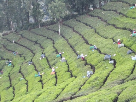 A day with tea workers # Ooty - India