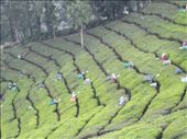 A day with tea workers # Ooty - India: by wandererlyf, Views[197]
